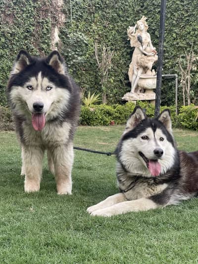 Husky imported pair