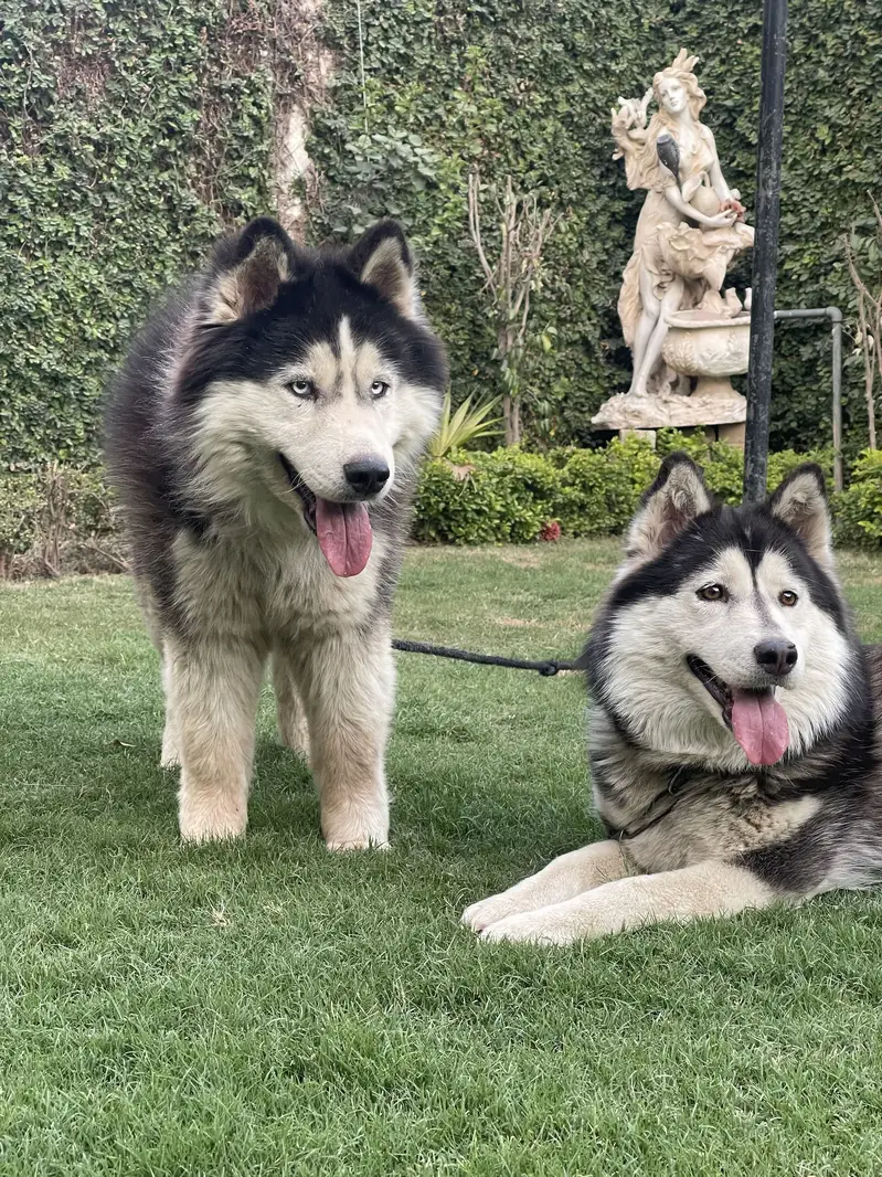 Husky imported pair — photo 2