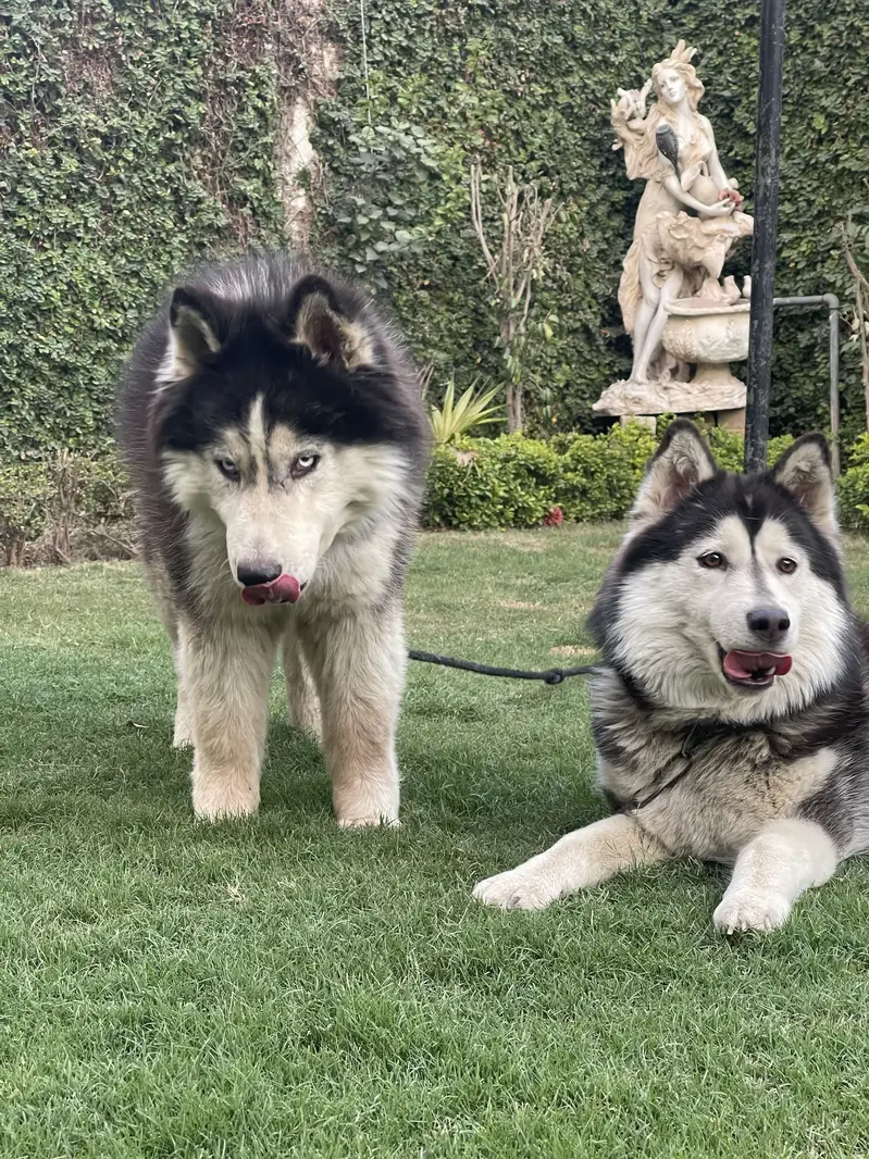 Husky imported pair — photo 3