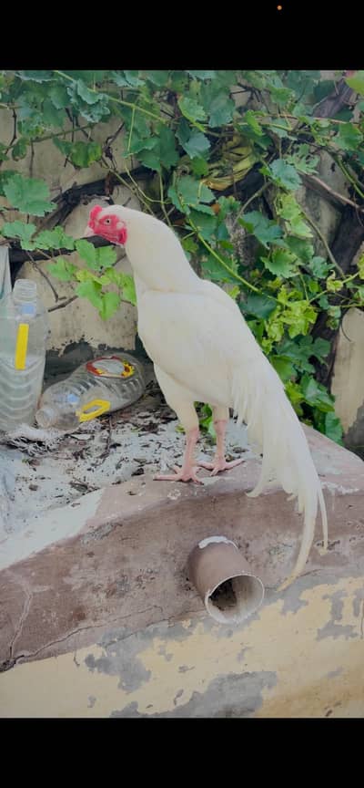 Heera aseel pair male female aur sth 5 chicks