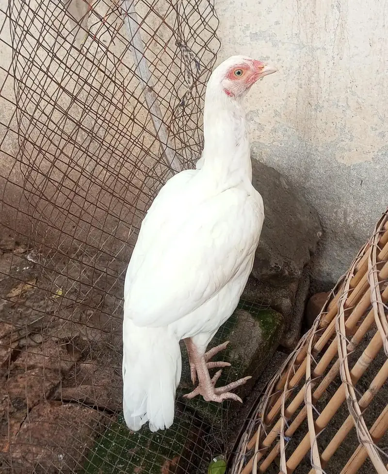 Heera aseel pair male female aur sth 5 chicks — photo 2