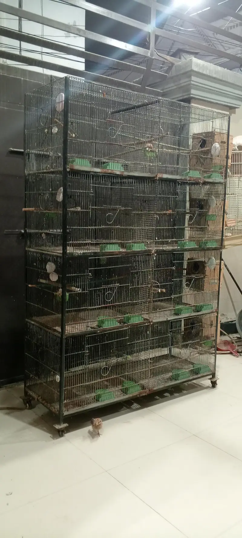 Birds Cages For Sale — photo 3