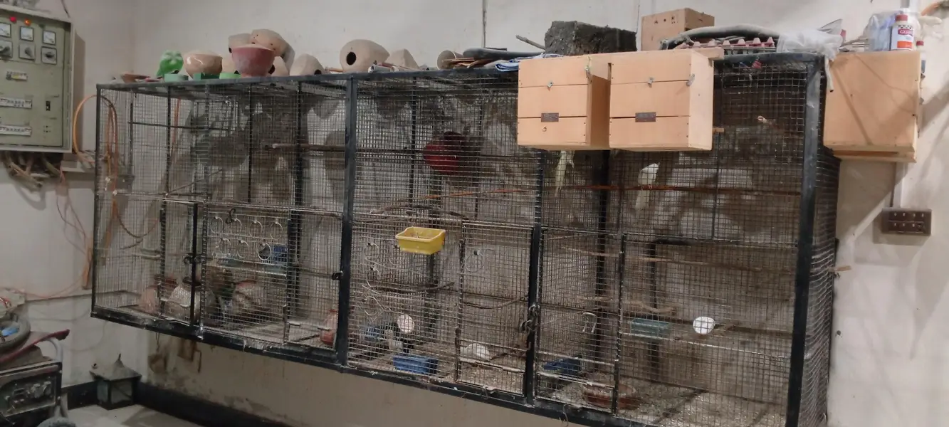 Birds Cages For Sale — photo 4