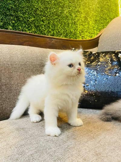 Persian kittens