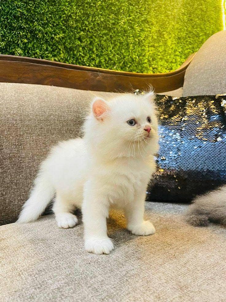 Persian kittens 0