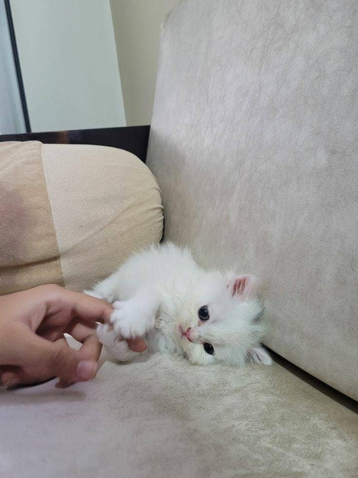 Persian kittens 1