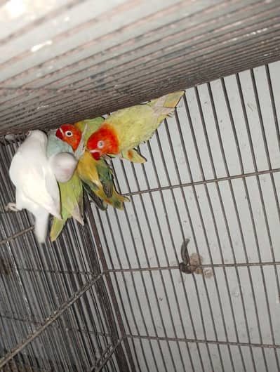 Albino Red Eye 35 to 40 piece avilable
