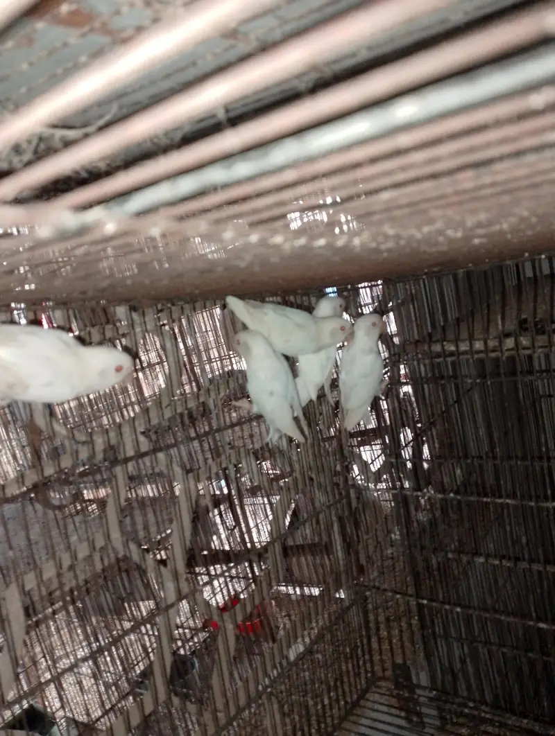 Albino Red Eye 35 to 40 piece avilable — photo 3