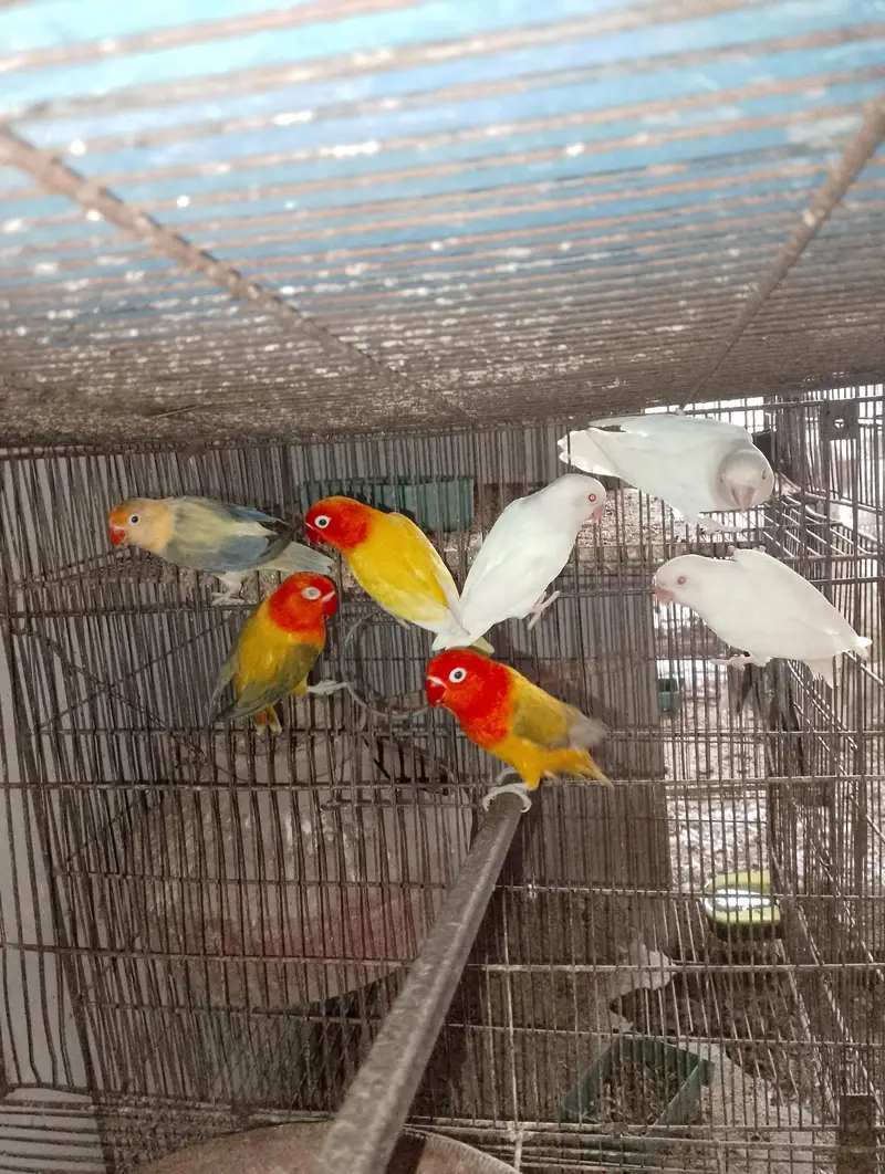 Albino Red Eye 35 to 40 piece avilable — photo 4