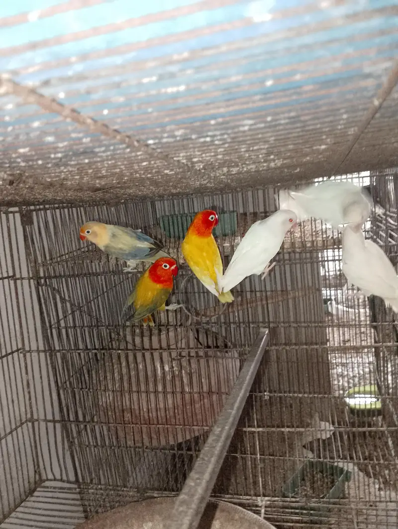 Albino Red Eye 35 to 40 piece avilable — photo 5