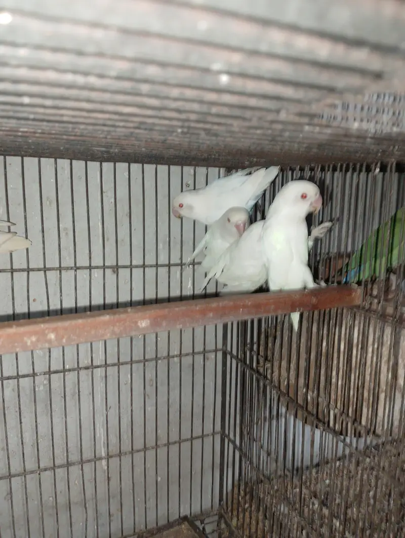 Albino Red Eye 35 to 40 piece avilable — photo 6