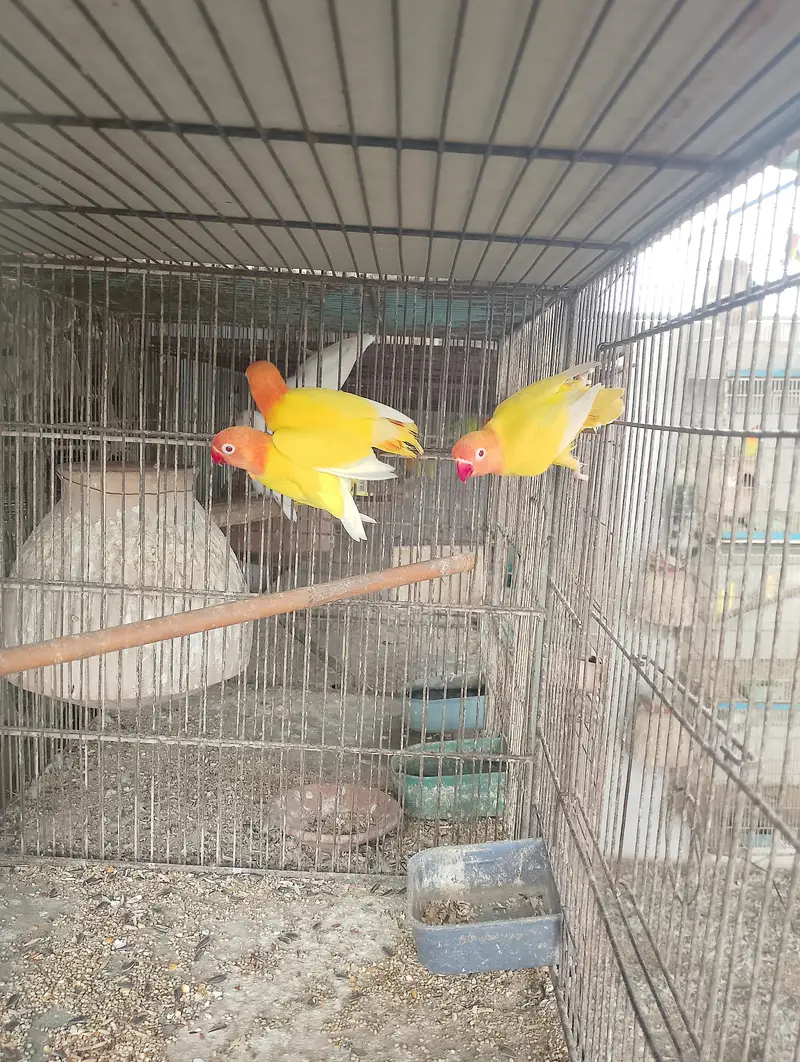 Albino Red Eye 35 to 40 piece avilable — photo 7