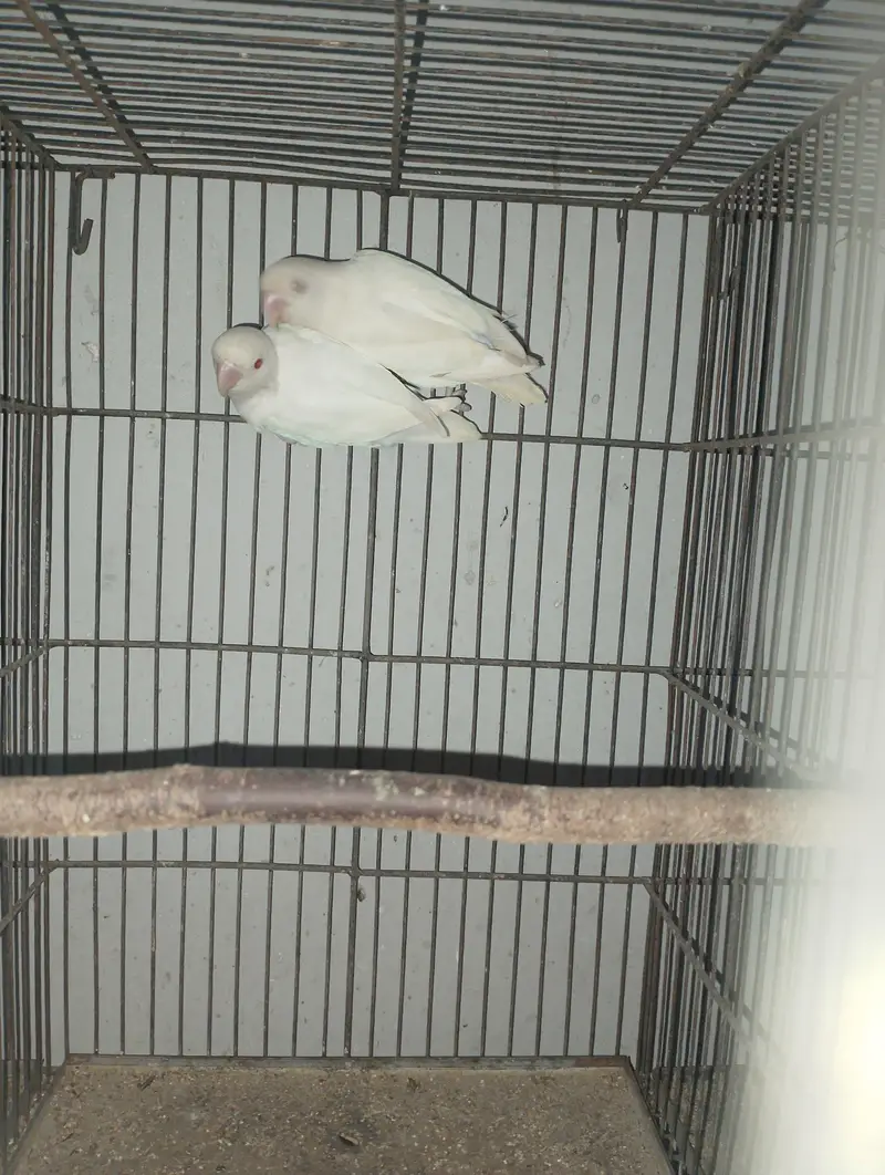 Albino Red Eye 35 to 40 piece avilable — photo 8