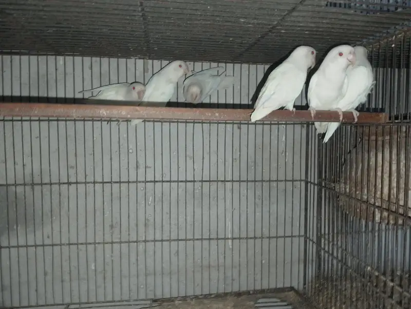 Albino Red Eye 35 to 40 piece avilable — photo 9