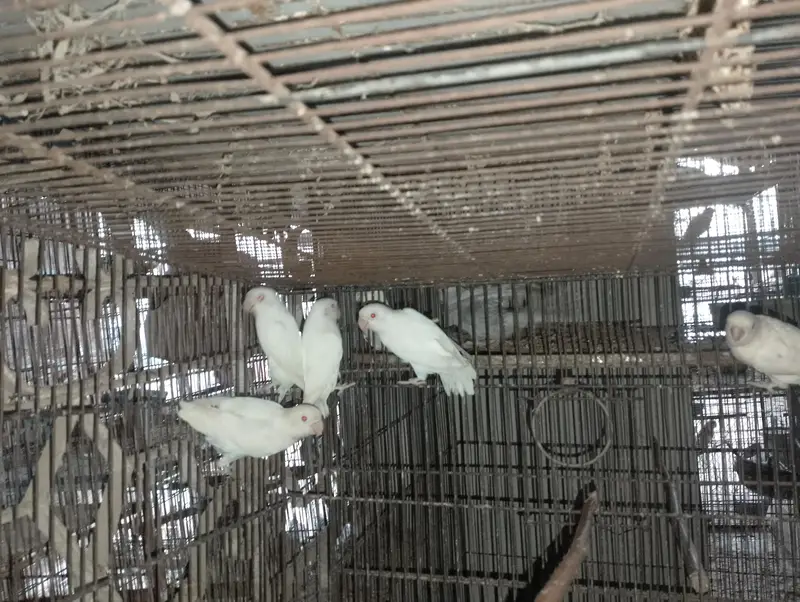 Albino Red Eye 35 to 40 piece avilable — photo 10