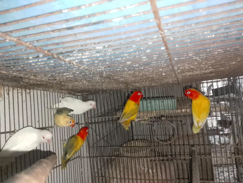 Albino Red Eye 35 to 40 piece avilable — photo 11
