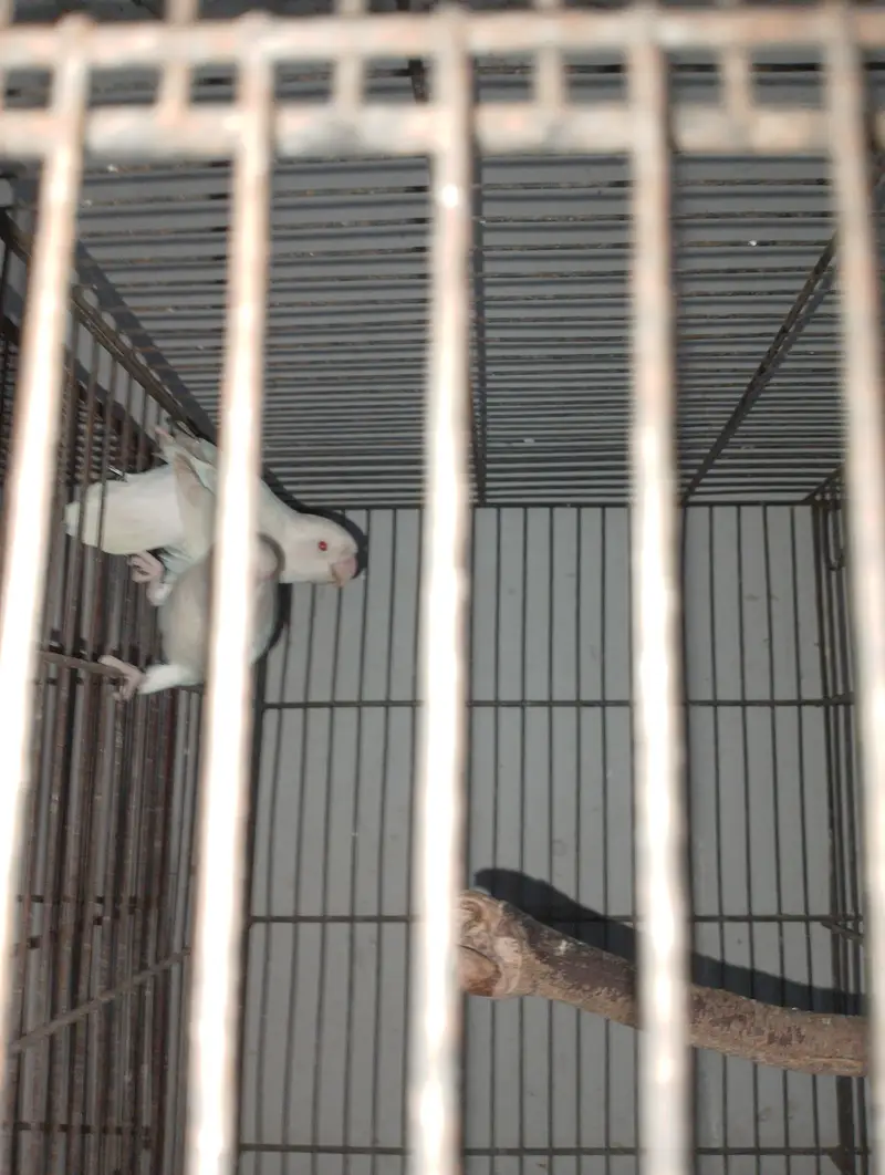 Albino Red Eye 35 to 40 piece avilable — photo 12