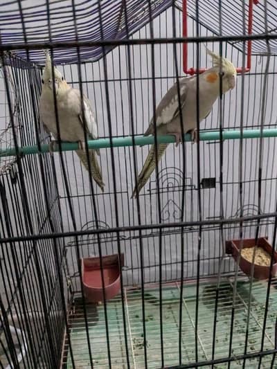 Cockatiel Pair