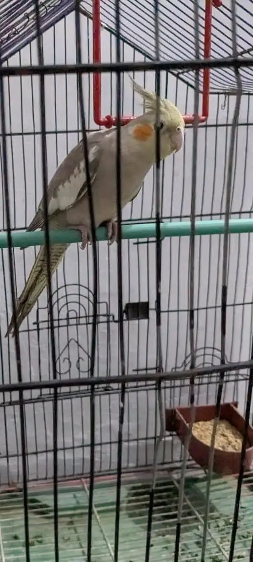 Cockatiel Pair — photo 2
