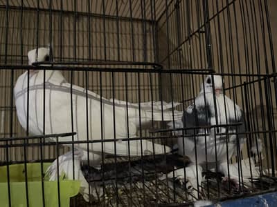 2 Pair Lakkay Pigeons