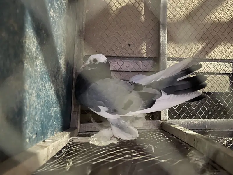 2 Pair Lakkay Pigeons — photo 2