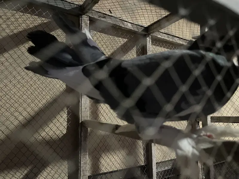 2 Pair Lakkay Pigeons — photo 3