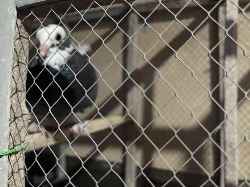 2 Pair Lakkay Pigeons — photo 4