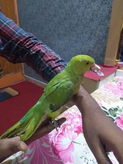 Ringneck parrot baby 5 month