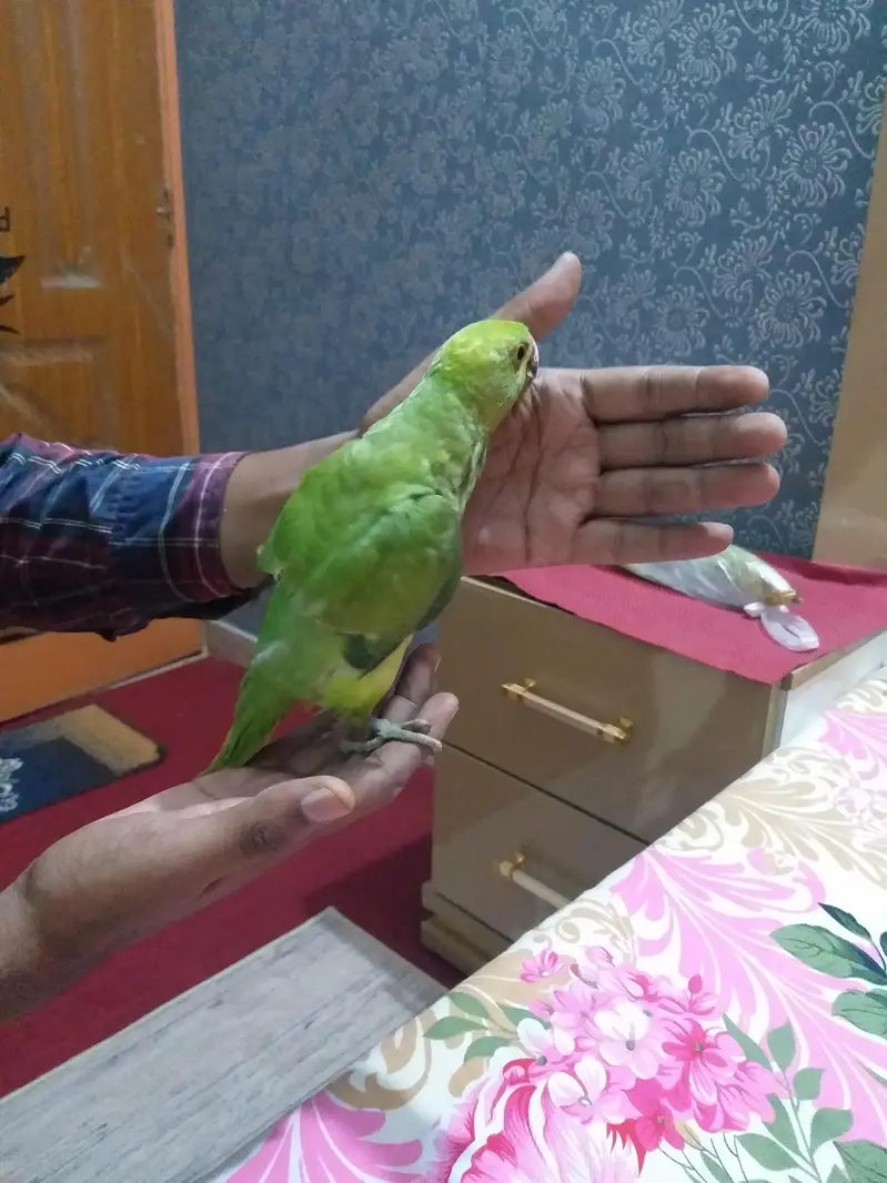 Ringneck parrot baby 5 month — photo 2