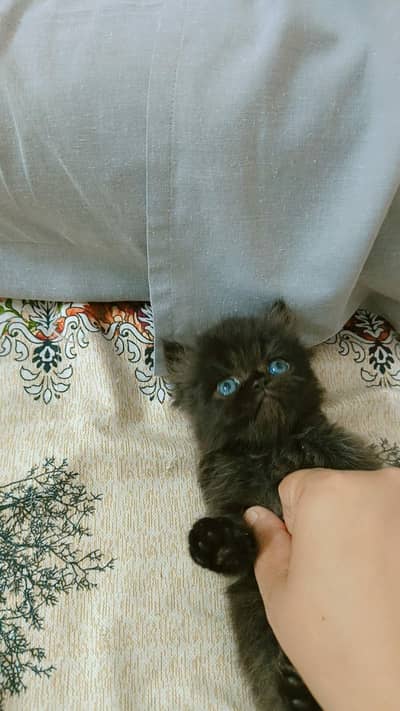 Jett black persian kitten