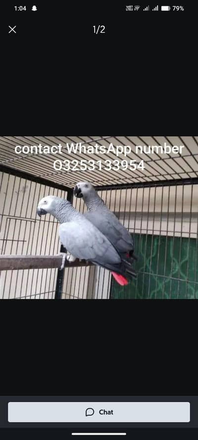 Affrican parrot grey colour for sale