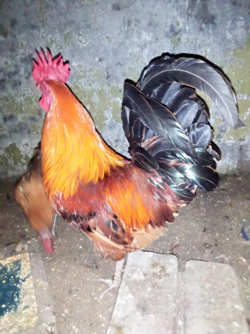 golden misri — photo 4