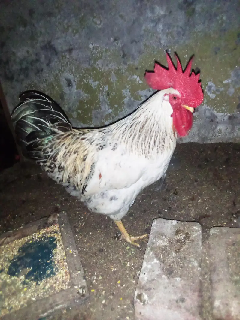 golden misri — photo 7