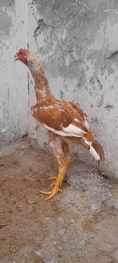 kamaliya aseel for sale in lahore jes bhai ko samj ay call ya msg kar