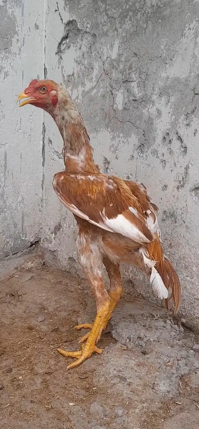 kamaliya aseel for sale in lahore jes bhai ko samj ay call ya msg kar — photo 2