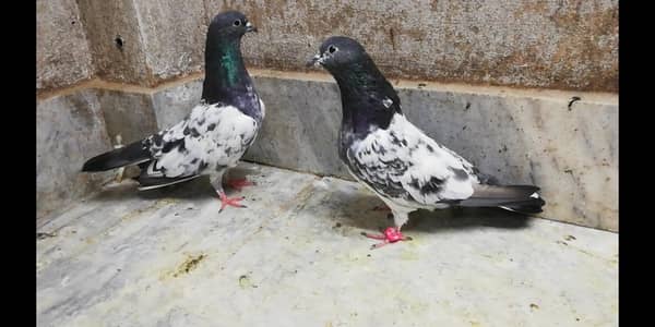 banka indian pair breeder location sialkot 03331517566 whatsapp