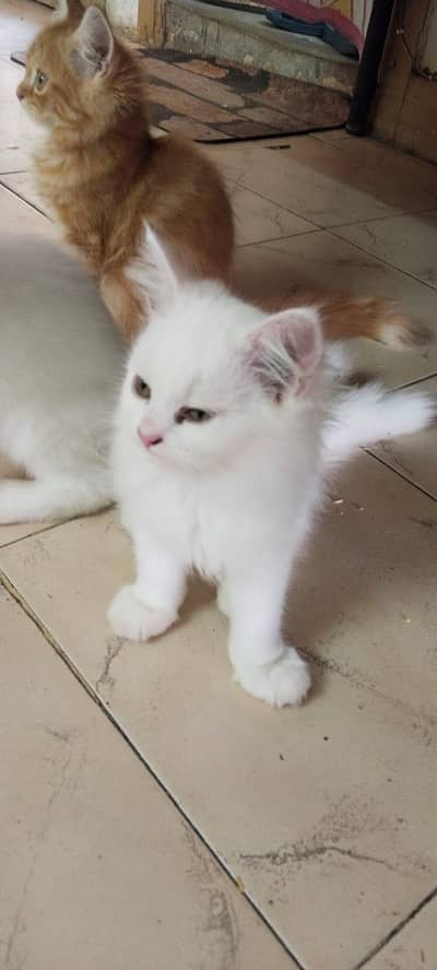 Persian cats baby 03704828759
