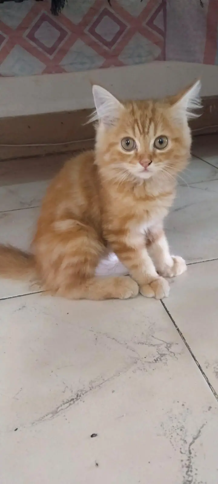 Persian cats baby 03704828759 — photo 2