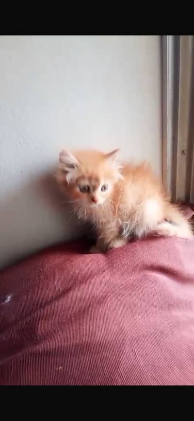 Persian Kittens