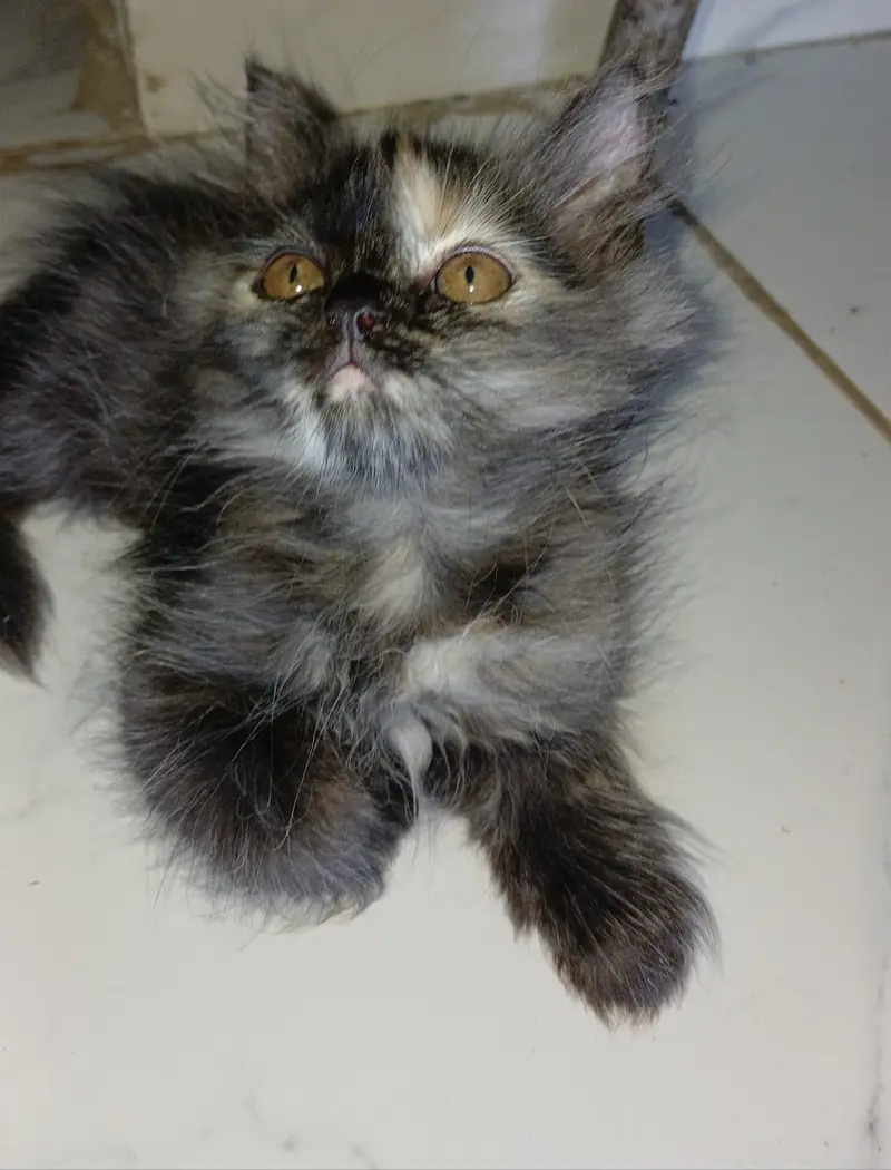 Persian Kittens — photo 2