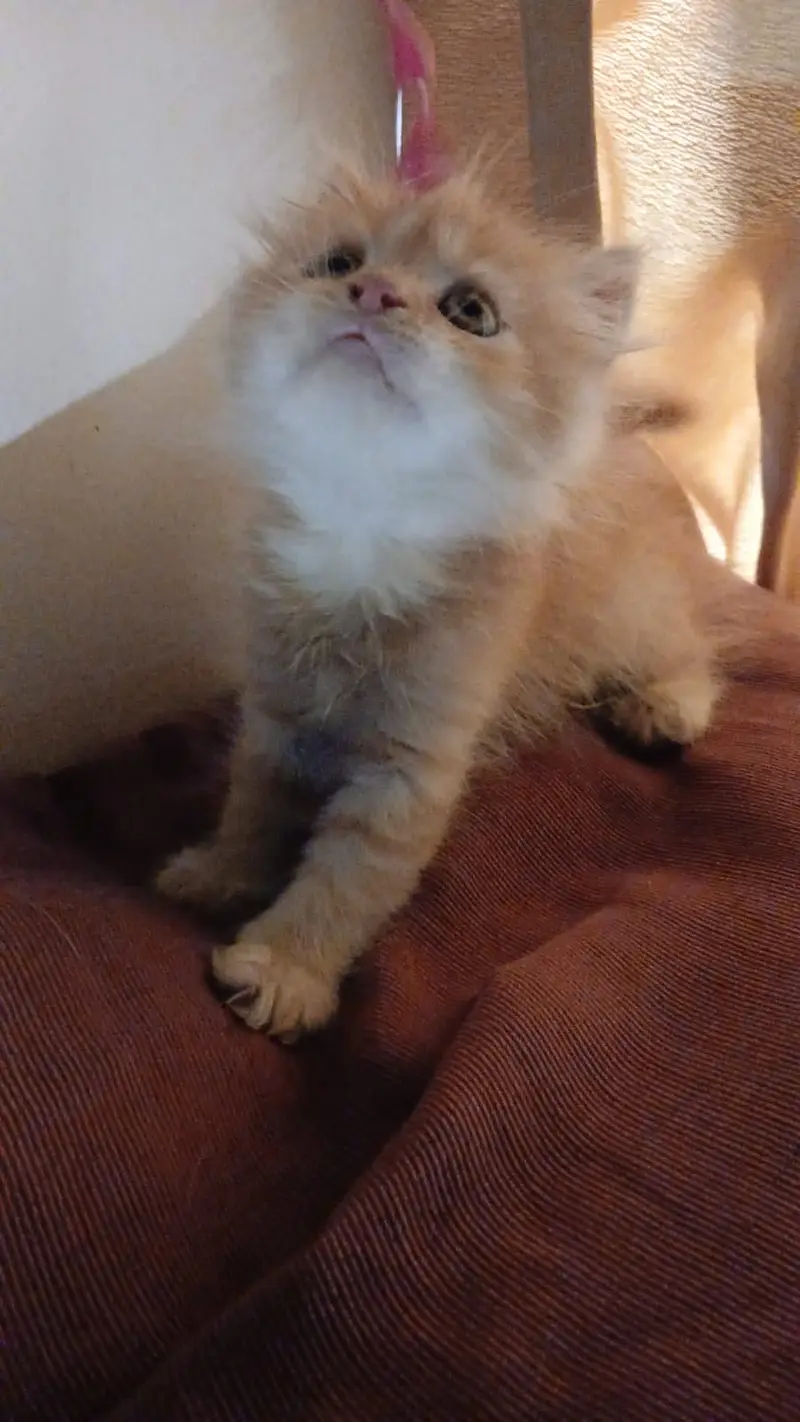 Persian Kittens — photo 3