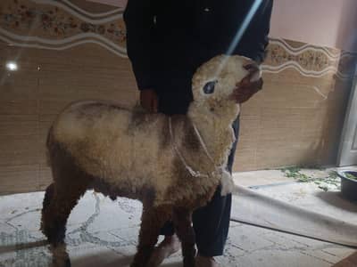 l am sale my sheep