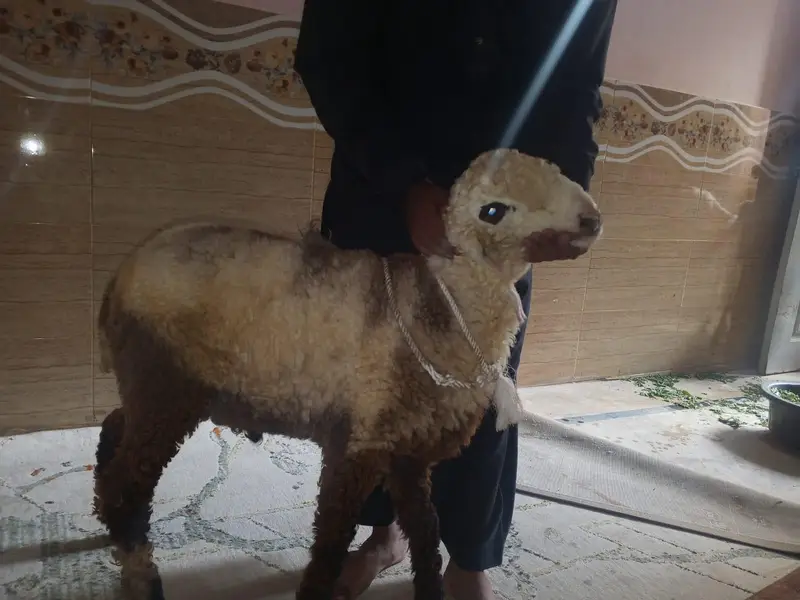 l am sale my sheep — photo 2
