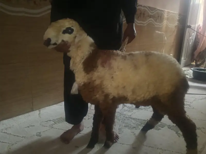 l am sale my sheep — photo 3