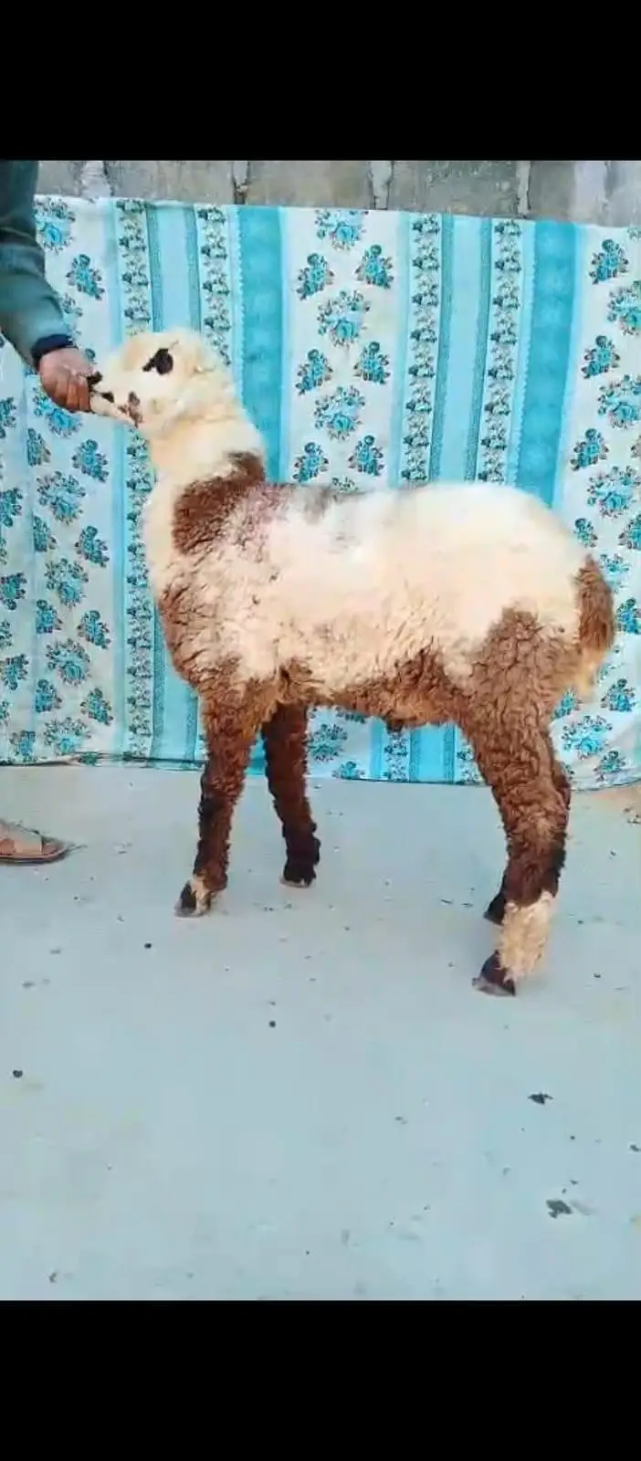 l am sale my sheep — photo 4