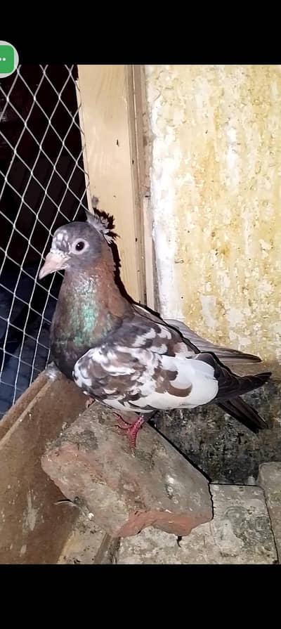 chira breeding ki 100 percent gartee wathspp no 03246300364