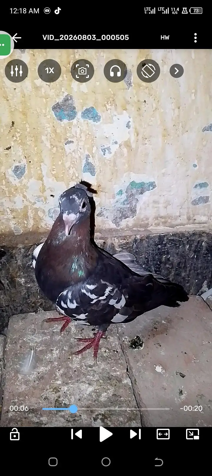 chira breeding ki 100 percent gartee wathspp no 03246300364 — photo 2