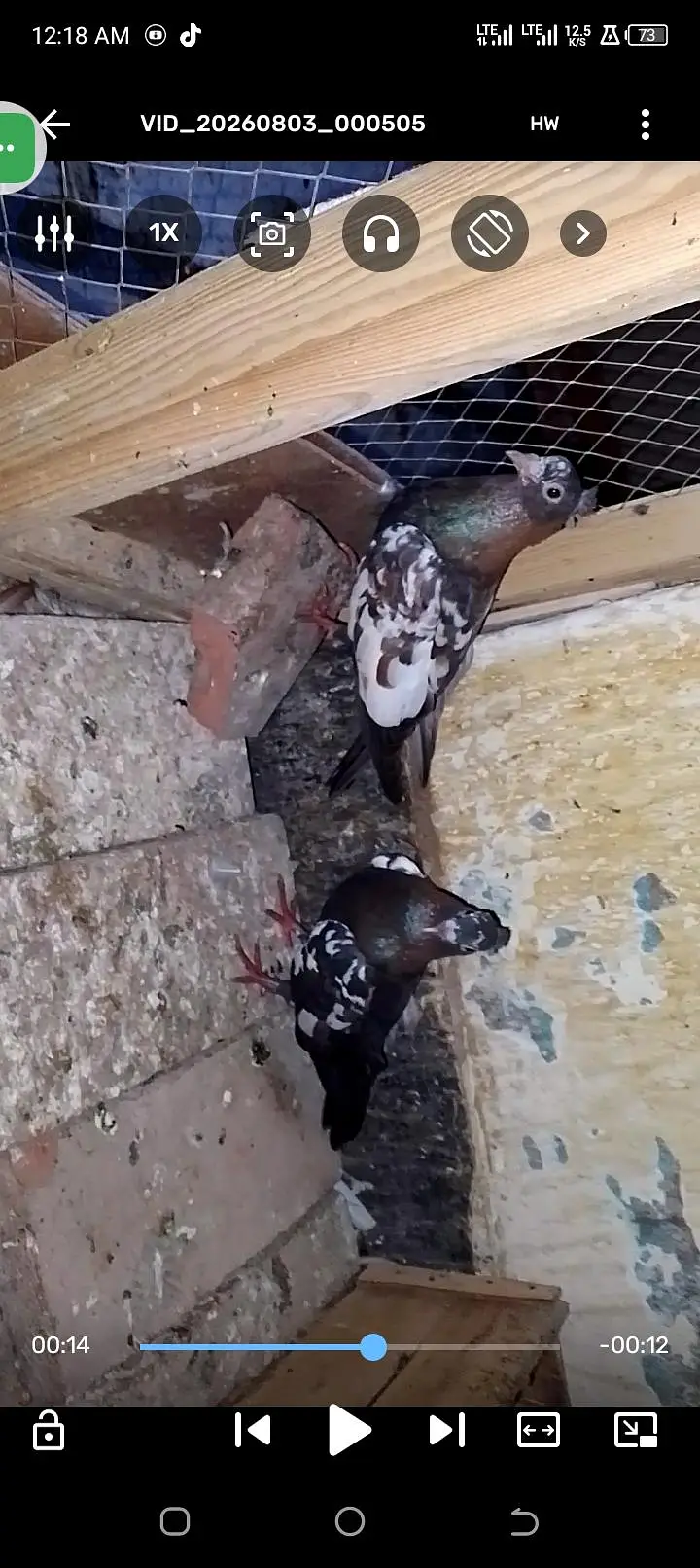 chira breeding ki 100 percent gartee wathspp no 03246300364 — photo 3