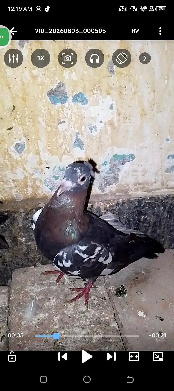 chira breeding ki 100 percent gartee wathspp no 03246300364 — photo 4