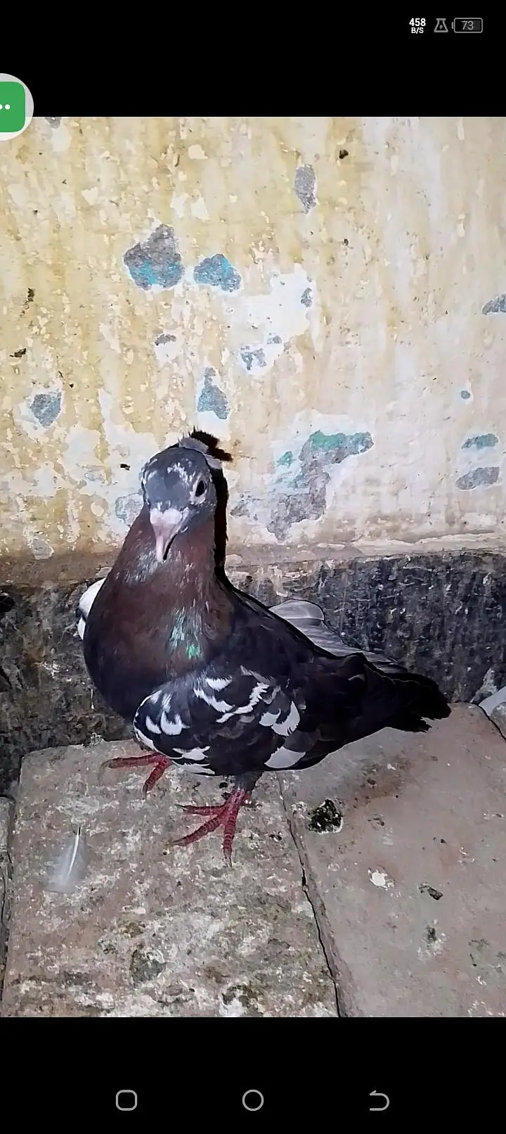 chira breeding ki 100 percent gartee wathspp no 03246300364 — photo 6